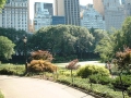 central park face aux buildings