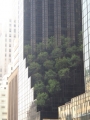 drle d'endroit pour planter un arbre (5me avenue)